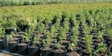 जुम्लामा स्याउका बिरुवा बिक्री नहुँदा जलाएर नष्ट
