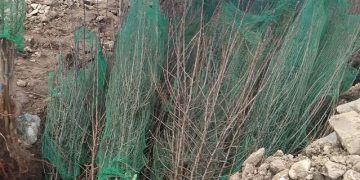 जुम्लामा स्याउका बिरुवा बिक्री नहुँदा जलाएर नष्ट
