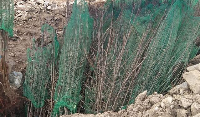 जुम्लामा स्याउका बिरुवा बिक्री नहुँदा जलाएर नष्ट