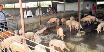 काठमाण्डौमा पहिलो पटक सुँगुर तथा बुङ्गुरमा अफ्रिकन स्वाइन फिभर भेटियो