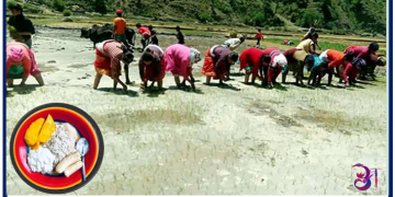 धान दिवस दही च्यूरा खाने पर्वको रुपमा मनाइँदै