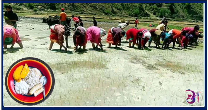 धान दिवस दही च्यूरा खाने पर्वको रुपमा मनाइँदै