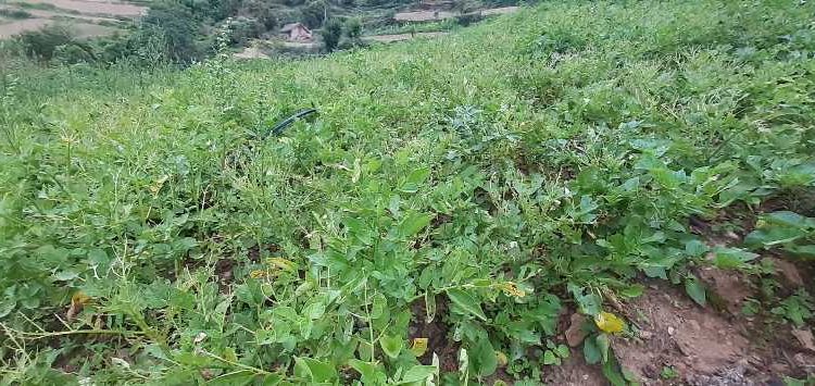 फल्ने बेला भएकाे आलुमा फाैजी किराकाे प्रकाेप