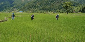 धानबालीमा खपटे किराको प्रकोप, किसान चिन्तित