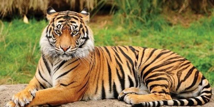आज विश्व बाघ दिवसकाे अवसर पारेर बाघको सङ्ख्या सार्वजनिक गरिँदै