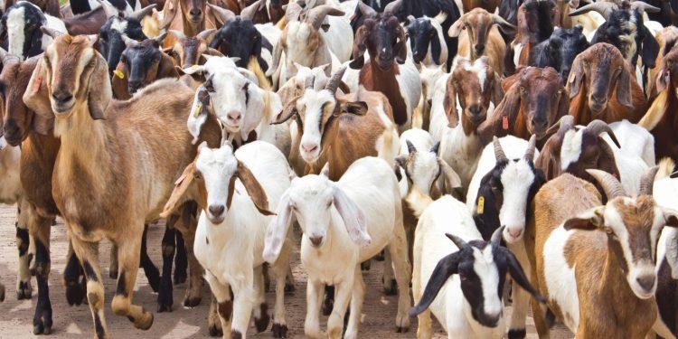 बजार मुल्य भन्दा कम रकममा खसीबोका र च्याङ्ग्रा बिक्री गर्दै खाद्य