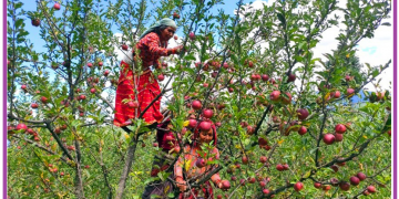 मुगुमा सडक अवरुद्ध हुँदा स्याउले बजार पाएन, किसान चिन्तित