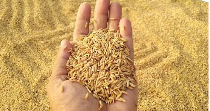 सरकारले धान नकिनेकाे भन्दै किसान आन्दोलनमा, अझै बेला नभएको सरकारी तर्क