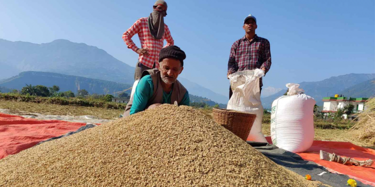 कृषि तथा पशुपंक्षी विकास मन्त्रालयका अनुसार यो वर्ष गत  वर्षको तुलनामा बढी धान उत्पादन