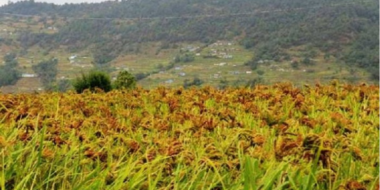 अन्तर्राष्ट्रिय कोदोजन्य बाली वर्ष २०२३ कार्यक्रम नेपालमा पनि सुरु
