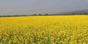 यस वर्ष  तोरीको उत्पादन बढ्ने