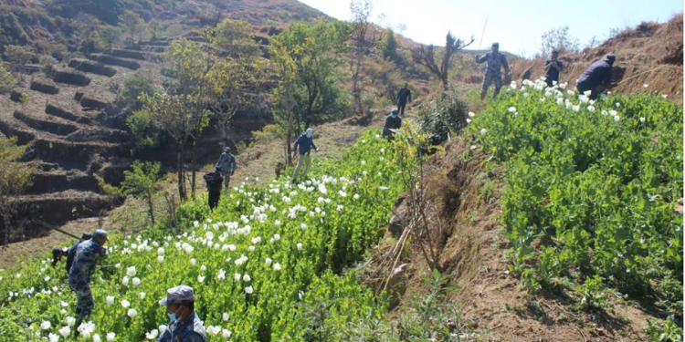 रुकुम पूर्व : २ सय १० रोपनी जग्गामा लगाइएको अफिम खेती नष्ट