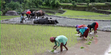किसानलाई रोपाइँको चटारो, तर पानी र मल अभाव