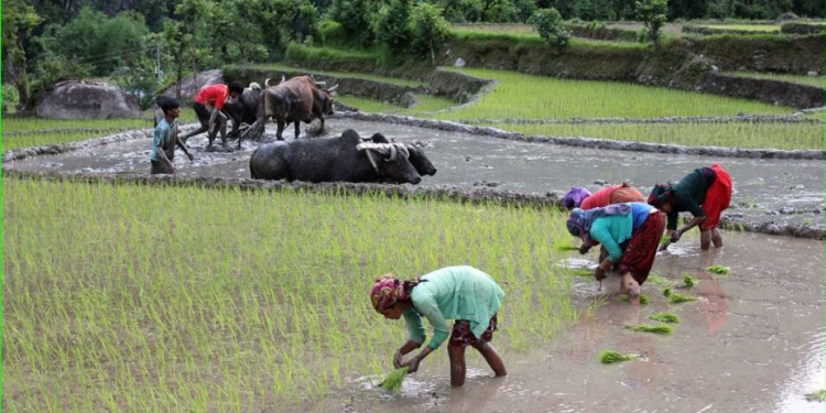 किसानलाई रोपाइँको चटारो, तर पानी र मल अभाव