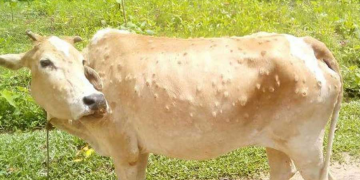 महोत्तरीमा चौपायामा लाग्ने ‘लम्पी स्किन’ रोगकाे सङ्क्रमण फैलिँदै