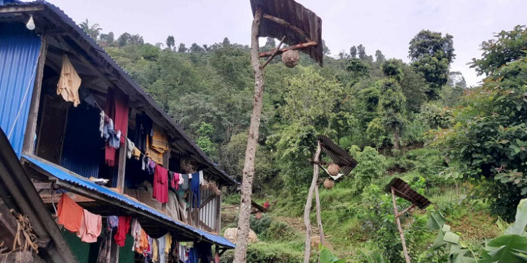 गोरखाको शहीद लखन गाउँपालिकाका घरघरमा अरिङ्गाल पालन, लार्भा बेचेर मनग्य आम्दानी