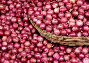उत्पादन घटेपछि भारतले प्याज निर्यातमा ४० प्रतिशत कर लगायो, नेपालमा पनि मूल्य बढ्ने