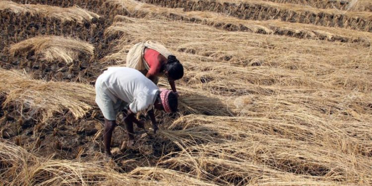 लगातारको बर्षाले धान थन्क्याउन समस्या
