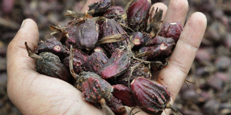 अलैँचीखेतीको ‘हब’ लमजुङका किसानले गरे रु २४ करोड आम्दानी