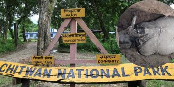 चितवन राष्ट्रिय निकुञ्जमा तस्करहरूले खागका लागि खाल्डो खनेर दुईवटा गैंडा मारे