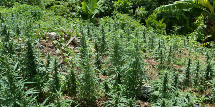 गाँजा खेतीको सम्भाव्यता अध्ययनका लागि कार्यदल गठन