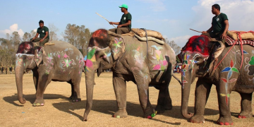 चितवन हात्ती तथा पर्यटन महोत्सव, आज हात्ती शृङ्गार प्रतियोगिता हुँदै