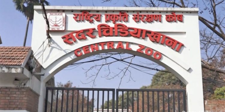 वृद्धवृद्धा र अशक्तले अब गाडी चढेरै चिडियाखाना अवलोकन गर्न सक्ने