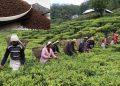 भारतले नेपाली चियाको निर्यात रोक्यो, गम्भीर सङ्कट निम्तिने चिया उद्यमीको चिन्ता
