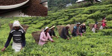 भारतले नेपाली चियाको निर्यात रोक्यो, गम्भीर सङ्कट निम्तिने चिया उद्यमीको चिन्ता