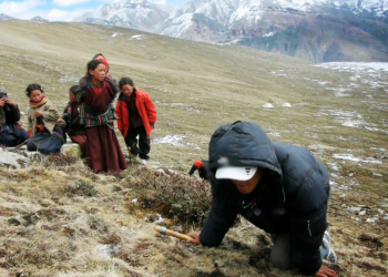 यार्सागुम्बा सङ्कलनका क्रममा  लेक लागेर चारजनाको मृत्यु